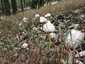 Piruló őzlábgomba (Chlorophyllum rhacodes), Pilis. Lomb- és fenyőerdőben, gyomos, nitrofil helyeken nő